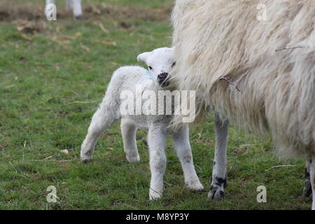 Garder une distance de sécurité : un nouveau lamb ressemble de derrière sa mère à Sutton, West Sussex. 20 mars, 2018 Banque D'Images