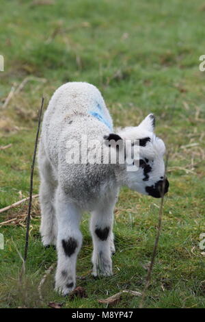 Un signe que le printemps est finalement arrivé : un nouvel agneau avec marques inhabituelles en forme de cœur et les correctifs du genou dans Sutton, West Sussex. 20 mars, 2018 Banque D'Images