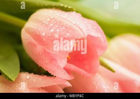 Tulipe rose avec goutte de rosée, de saumon, rose pâle, orange, rose clair close-up, macro. Fleurs de Printemps, abstract background floral romantique Banque D'Images