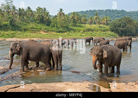 Les éléphants du Sri Lanka à partir de l'Orphelinat Pinnawala Elephant baignade en rivière à proximité. Banque D'Images