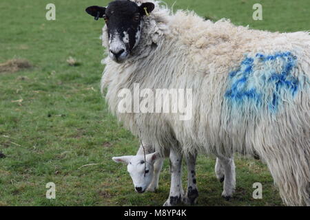 Un signe que le printemps est finalement arrivé : un nouvel agneau avec sa mère à Sutton, West Sussex. 20 mars, 2018 Banque D'Images