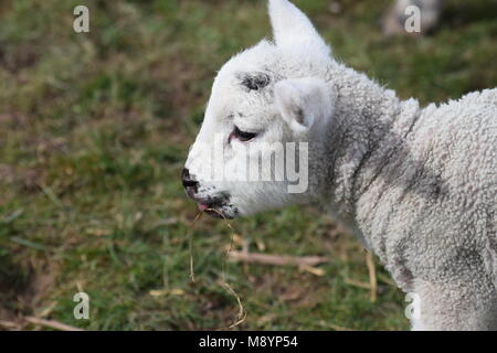 Un signe que le printemps est finalement arrivé : un nouvel agneau dans un champ à Sutton, West Sussex. 20 mars, 2018 Banque D'Images