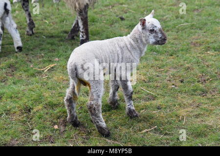 Un signe que le printemps est finalement arrivé : un nouvel agneau dans un champ à Sutton, West Sussex. 20 mars, 2018 Banque D'Images