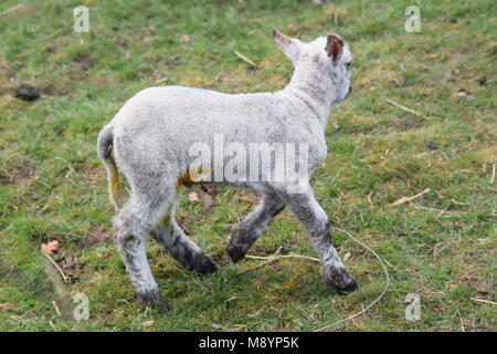 Un signe que le printemps est finalement arrivé : un nouvel agneau dans un champ à Sutton, West Sussex. 20 mars, 2018 Banque D'Images