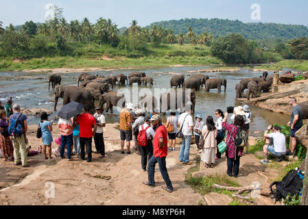 Les éléphants du Sri Lanka à partir de l'Orphelinat Pinnawala Elephant baignade en rivière avec les touristes à regarder et à les photographier. Banque D'Images