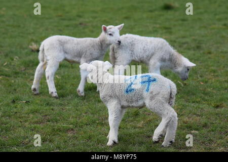 Un signe que le printemps est finalement arrivé : trois nouveaux agneaux à Sutton, West Sussex. 20 mars, 2018 Banque D'Images