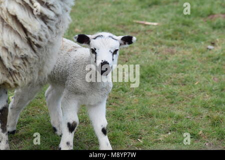 Un signe que le printemps est finalement arrivé : un nouvel agneau avec genou en forme de cœur, des correctifs dans un champ à Sutton, West Sussex. 20 mars, 2018 Banque D'Images