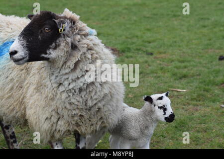 Un signe que le printemps est finalement arrivé : nouveaux agneaux avec leur mère à Sutton, West Sussex. 20 mars, 2018 Banque D'Images