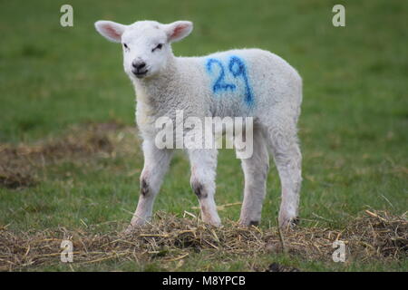 Un signe que le printemps est finalement arrivé : un nouvel agneau dans un champ à Sutton, West Sussex. 20 mars, 2018 Banque D'Images