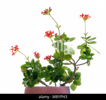 Kalanchoe dans un pot isolé sur le livre blanc Banque D'Images