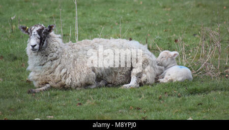 Un signe que le printemps est finalement arrivé : nouveaux agneaux avec leur mère à Sutton, West Sussex. 20 mars, 2018 Banque D'Images