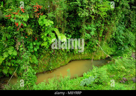 Jardins, plantes tropicales entourent un petit étang d'eau de pluie au Costa Rica la Réserve Biologique de Tirimbina. Banque D'Images
