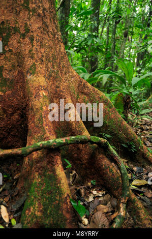 Une racine aérienne s'enroule autour d'un arbre dans la forêt tropicale de la Réserve Biologique de Tirimbina. Banque D'Images