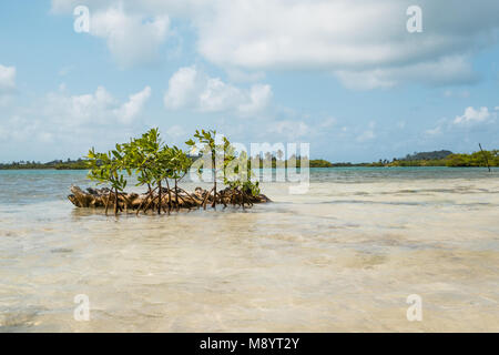 La côte de l'île avec des mangroves et palmiers - Banque D'Images