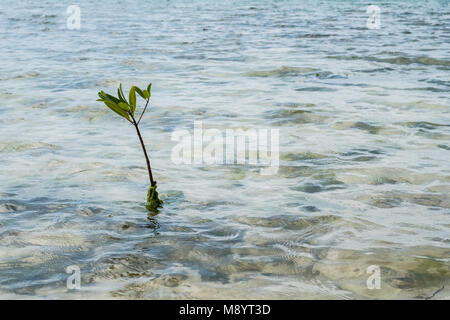 Petite branche de mangroves poussant dans l'eau de mer peu profonde - Banque D'Images