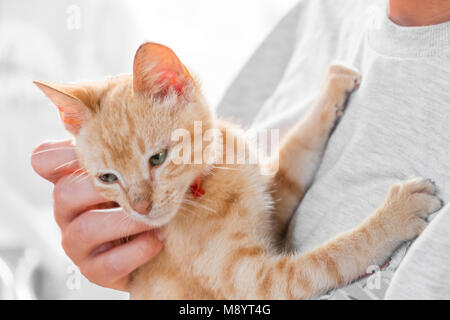 Holding Cute cat rouge d'armes - caresser kitty - Banque D'Images