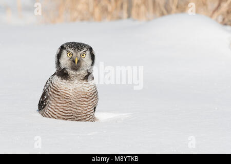 Le nord du Hawl (Owl Surnia ulula), Saint Louis Comté, MN, USA, janvier, par Dominique Braud/Dembinsky Assoc Photo Banque D'Images