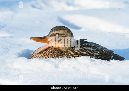 Canard colvert (Anas platyrhynchos), d'hiver, l'Est de l'Amérique, par Dominique Braud/Dembinsky Assoc Photo Banque D'Images