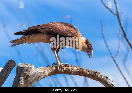 Caracara à crête du Nord (Caracara cheriway) sur une branche d'arbres en Arizona Banque D'Images