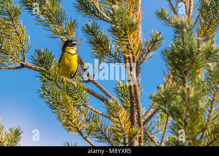 Bruant à gorge jaune mâle perché sur une branche de Murzinka, près d'Ekaterinbourg. En juin 2016. Banque D'Images