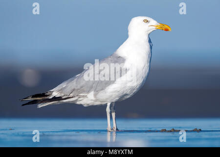 Des adultes en mue American Herring Gull sitting on beach, près de Cape May, New Jersey, fin août 2016. Banque D'Images