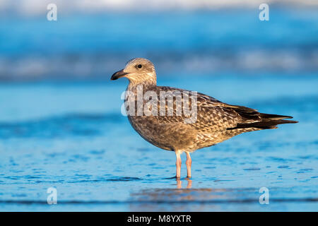 Premier hiver American Herring Gull sitting on beach, près de Cape May, New Jersey, fin août 2016. Banque D'Images