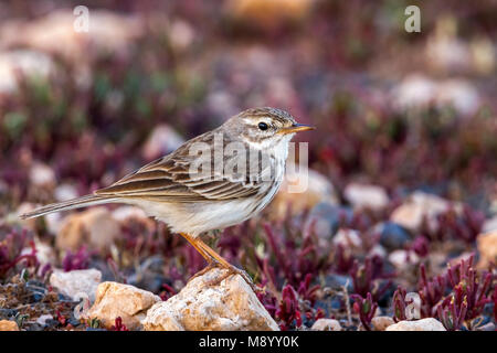 Berthelot de Sprague assis sur un rocher à Fuerteventura, Îles Canaries. Janvier 2016. Banque D'Images