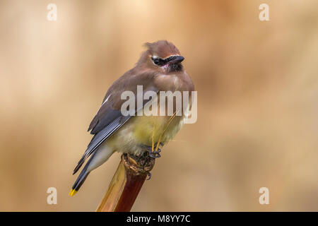 2ème Jaseur pour Corvo et Açores. Cet oiseau était facile à voir de près voir contrairement à celui en octobre 2010. Banque D'Images