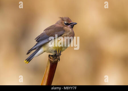 2ème Jaseur pour Corvo et Açores. Cet oiseau était facile à voir de près voir contrairement à celui en octobre 2010. Banque D'Images