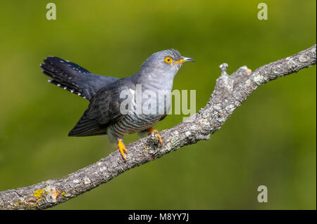 Cuckoo eurasien mâle perché sur un arbre près de Florence, en Italie. Avril 2017. Banque D'Images