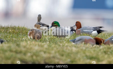 Drake Falcated Duck assis dans un champ près de Spijkenisse, Pays-Bas. Mars 2013. Banque D'Images