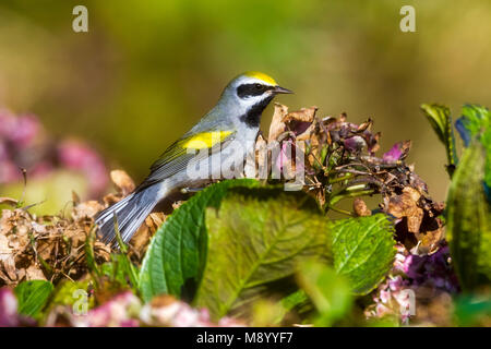 Image oiseaux fait par Vincent Legrand Banque D'Images