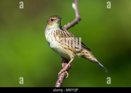 Lanceolated Warbler mâle chantant dans un buisson en haut du mont Kvarkush, Ural Mountain, Fédération de Russie. En juin 2016. Banque D'Images