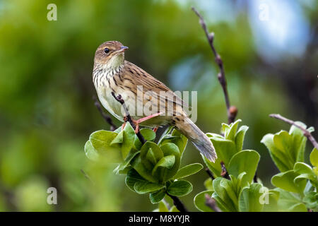 Lanceolated Warbler mâle chantant dans un buisson en haut du mont Kvarkush, Ural Mountain, Fédération de Russie. En juin 2016. Banque D'Images