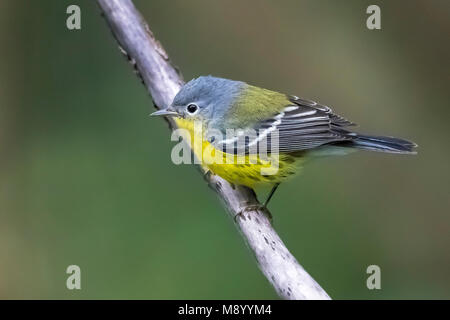 Magnolia Warbler immature perché sur une branche à Da Ponte, Corvo, Açores. 19 octobre, 2017. Banque D'Images