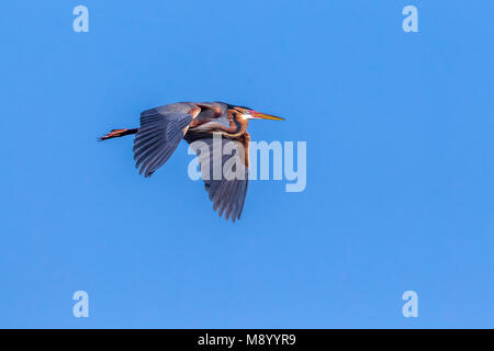 Cet adulte héron pourpre volant au-dessus de l'oued Massa, Anti-Atlas, Morocco. Banque D'Images