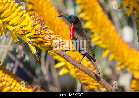 Écarlate mâle-chested Sunbird perché sur une fleur près de Skukuza, Krüger NP, Afrique du Sud. Juin 2014. Banque D'Images