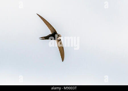 Swift à croupion blanc battant au Portugal, août 2012. Banque D'Images