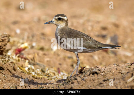 3 oiseaux ensemble sont dans le même domaine. 1 mâle 2 femelles près de Yotvata, dans le sud d'Israël. Banque D'Images