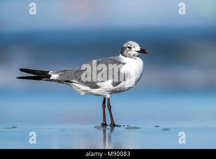 Laughing Gull assis sur une plage, North Wildwood, New Jersey. Août 2016. Banque D'Images
