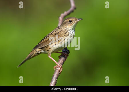 Lanceolated Warbler mâle chantant dans un buisson en haut du mont Kvarkush, Ural Mountain, Fédération de Russie. En juin 2016. Banque D'Images