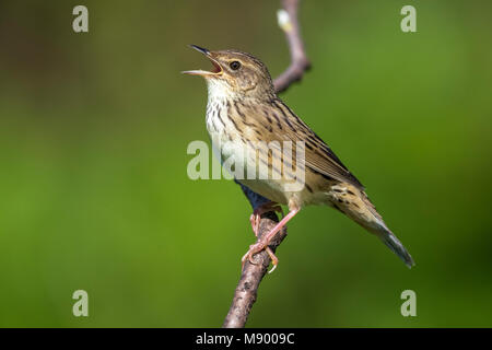 Lanceolated Warbler mâle chantant dans un buisson en haut du mont Kvarkush, Ural Mountain, Fédération de Russie. En juin 2016. Banque D'Images