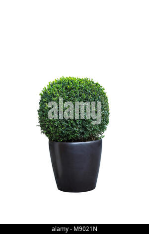 Evergreen tree Buxus sempervirens (common box, box, ou buis) en pot isolé sur fond blanc Banque D'Images