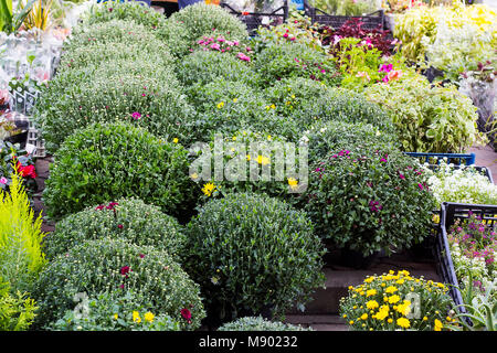 Différentes fleurs de jardin en pots vendus au garden centre Banque D'Images