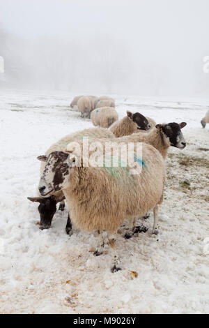 Moutons blancs en neige et brouillard, Chipping Campden, les Cotswolds, Gloucestershire, Angleterre, Royaume-Uni, Europe Banque D'Images