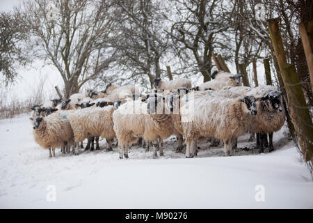 Moutons blancs entassés à l'abri d'une tempête de neige, Chipping Campden, les Cotswolds, Gloucestershire, Angleterre, Royaume-Uni, Europe Banque D'Images