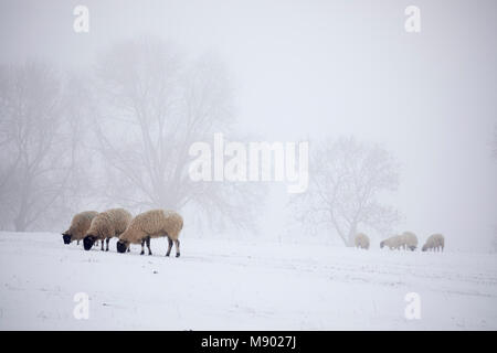 Moutons blancs en neige et brouillard, Chipping Campden, les Cotswolds, Gloucestershire, Angleterre, Royaume-Uni, Europe Banque D'Images