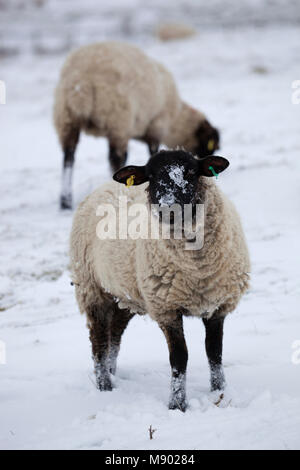 Face noire des moutons dans le champ couvert de neige, Chipping Campden, Cotswolds, Gloucestershire, Angleterre, Royaume-Uni, Europe Banque D'Images