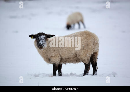 Face noire des moutons dans le champ couvert de neige, Chipping Campden, Cotswolds, Gloucestershire, Angleterre, Royaume-Uni, Europe Banque D'Images