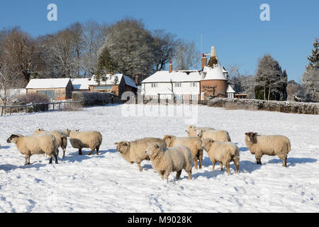 Ancienne maison Oast avec des moutons dans le champ couvert de neige provenant de sentier public, Burwash, East Sussex, Angleterre, Royaume-Uni, Europe Banque D'Images